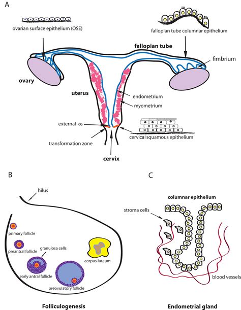Adult Stem Cell Niches — Stem Cells In The Female Reproductive System