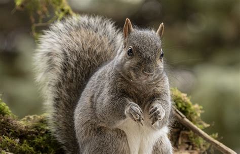 Eastern Gray Squirrel Known As The Grey Squirrel Is Native Animal To