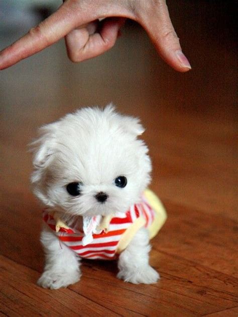 cutest miniature dog breeds dog pet  galleryemnwekkl miniature dog breeds