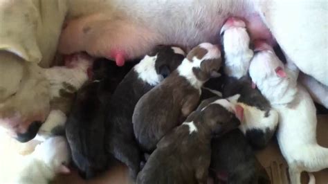 We breed pit bull puppies from champion blue nose pit bll puppies. Newborn pitbull puppies - YouTube