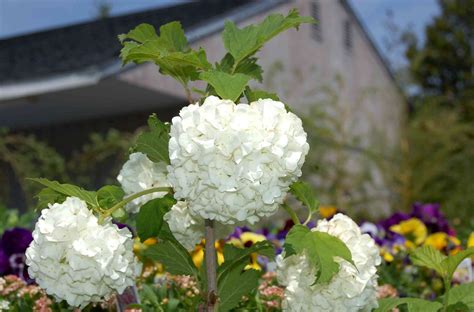 Snowball Bush Viburnum Plant Care And Growing Guide