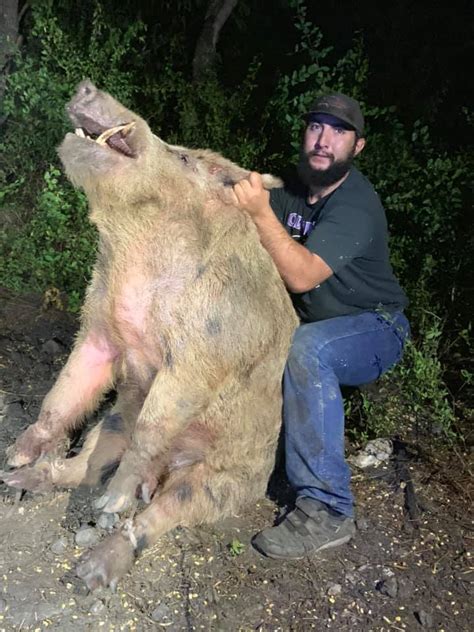 Huge Wild Hog Captured On Golf Course