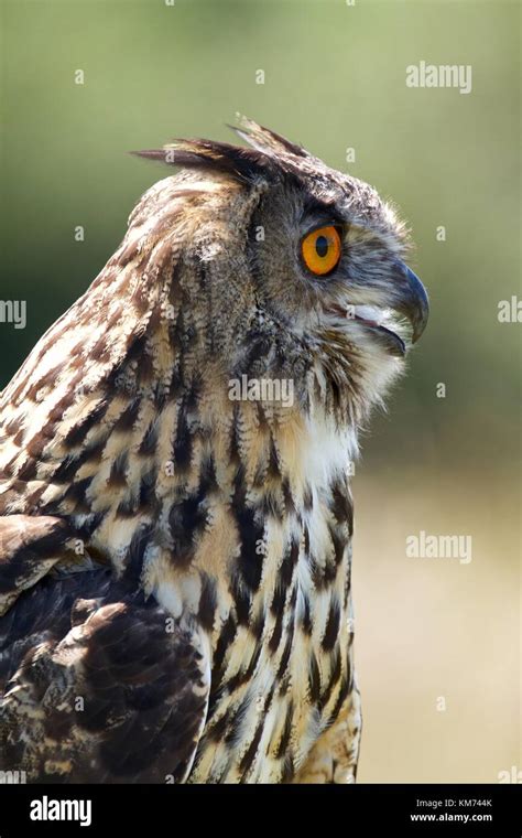 Eurasian Eagle Owl Bubo Bubo At Rest Stock Photo Alamy