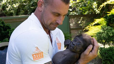Baby Gorilla Hugged Back To Health Kidsnews