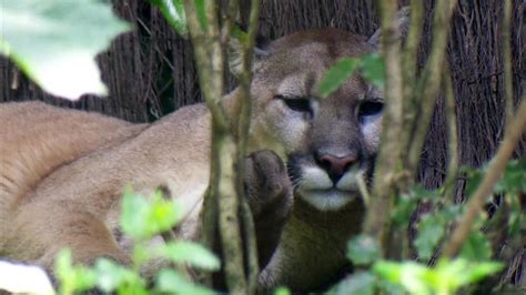 Cougar Sightings More Common As Oregon Populations Grow Katu