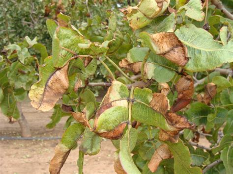 Pistachio Tree How To Grow Harvest And Disease Mystargarden