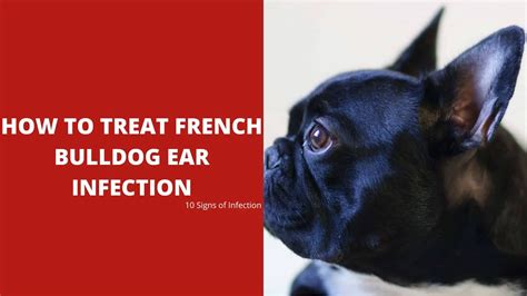 How To Treat French Bulldog Ear Infection 10 Signs Of Infection 2023