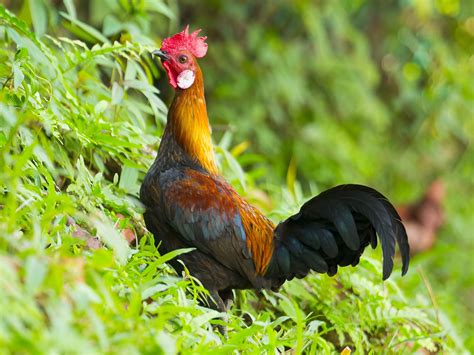 Jungle Fowl 00224062012 Beautiful Birds Fowl Bird Watching