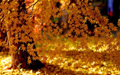 Autumn Yellow Leaves Fall Foliage Wallpaper Baltana