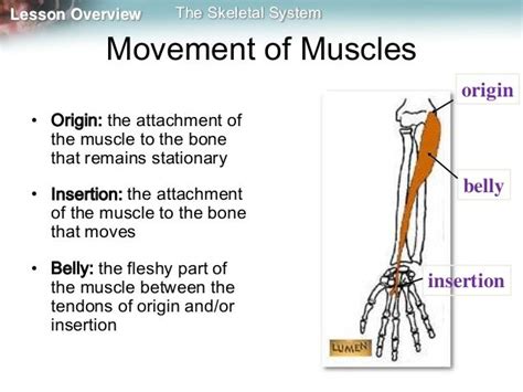 Skeleton Muscles And Movement Mine