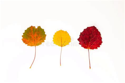 Autumn Composition Red Yellow Green Leaf On A White Background Stock