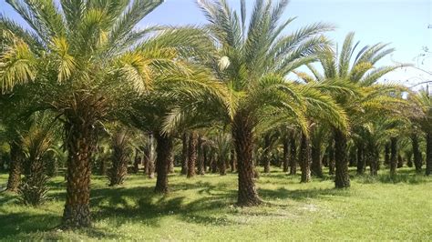 Sylvester Palm Tree Hardy Palm Tree Farm
