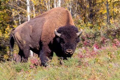 Animal Facts Wood Bison Canadian Geographic