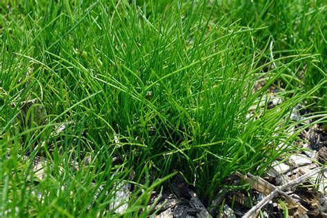 Are Low Mow Grasses The Way To Go Finegardening