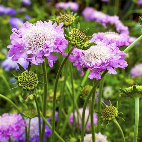 Scabiosa Col Pink Mist Bloemenhuis