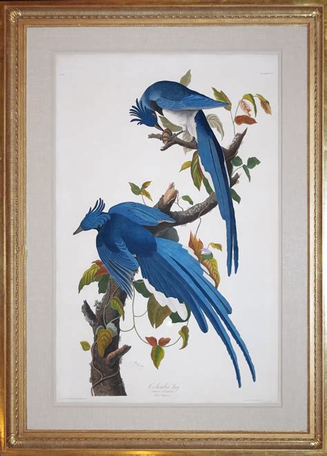Audubon Offering of the Day: 