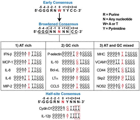 Classification Of Different Types Of B Dna Sequences Top Panel The B
