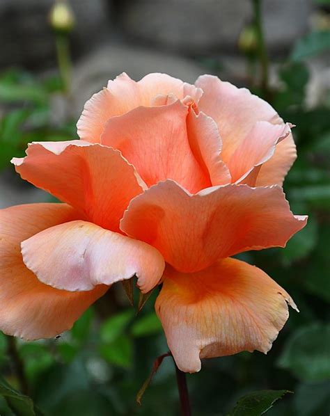 Salmon Colored Rose Flickr Photo Sharing