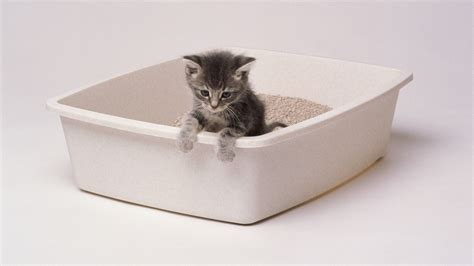 13 Best Cat Litter Boxes Of 2023 — Editor Approved Finds Architectural Digest