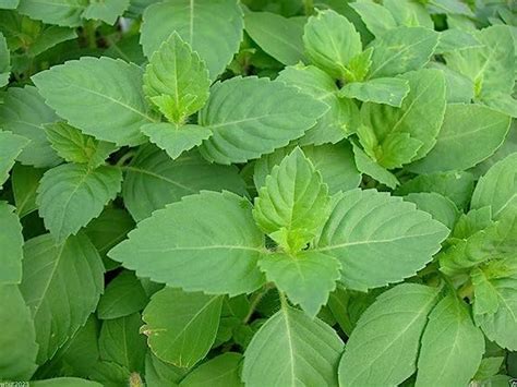 Holy Basil Seeds Holy Basil An Herb Native To India