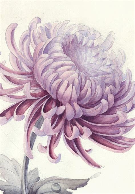 Image Of Chrysanthemum Art Print Art Drawings Sketches Art Prints Art