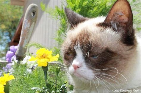 Spring Grumpy Cat Cat Jokes Grumpy Cat Meme