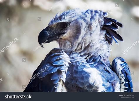 Harpy Eagle Harpia Harpyja Largest Most Stock Photo 1086997418