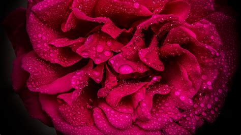 Download Wallpaper 3840x2160 Rose Petals Flower Drops Macro Pink