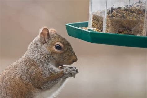 How To Build A Squirrel Feeder Simple Steps The Wiredshopper