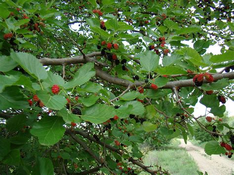 Mulberries - Growing, harvesting & using guide