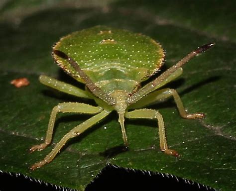 Green Coreidae Nymph Piezogaster Bugguidenet