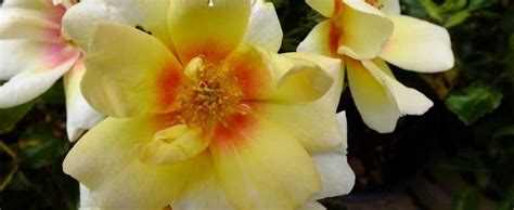 Decorator Rose Hybrid Hulthemia Persica Rose Rosa Sweet Spot Yellow
