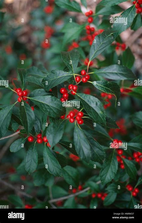 Winterberry Holly Ilex Verticillata Cacapon Aquifoliaceae Stock