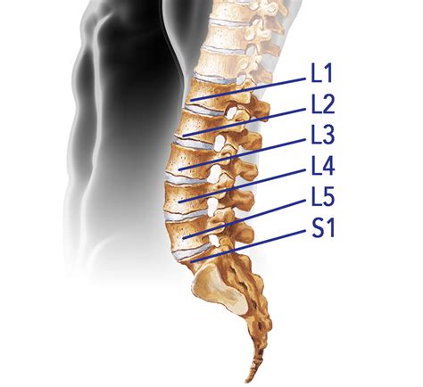 lumbar spine l5 s1 hot sex picture