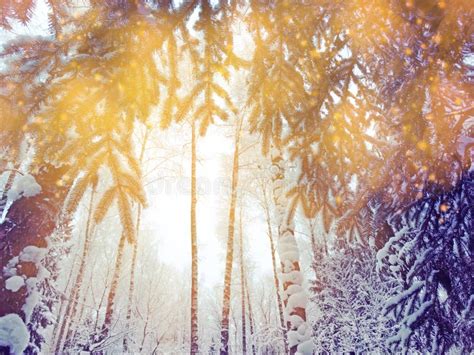 Winter Landscape Forest In Snow Frost With Sunny Light Beams Stock