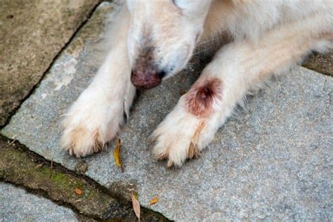 Red Bump On Dogs Paw 7 Reasons Why