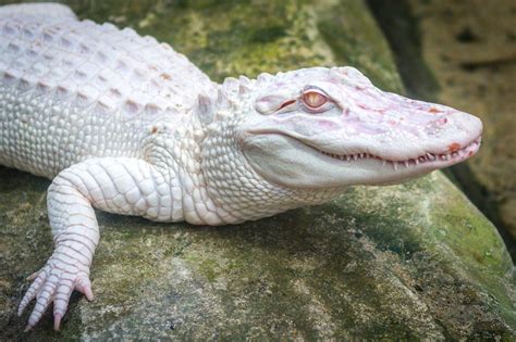 Albino Crocodile Photo Credit Thierry Gasselin On Flickr