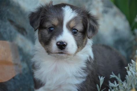 Uptown puppies offers a free puppy finder service that connects responsible, ethical breeders with responsible, ethical buyers in oregon. Miniature Australian Shepherd Puppies For Sale | Baker ...