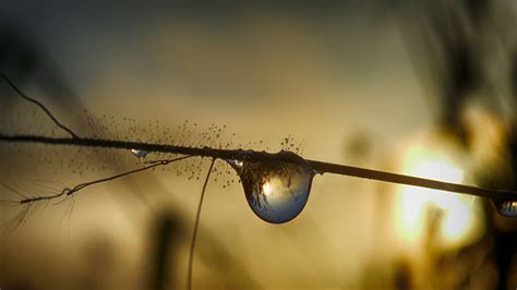 Free Images Nature Branch Droplet Dew Liquid Light Night