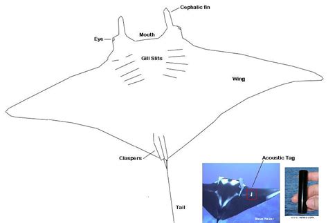 Manta Ray Anatomy Diagram