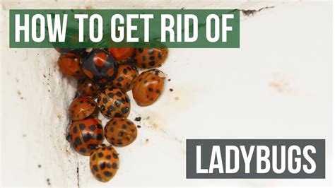 how to get rid of ladybugs 4 easy steps youtube