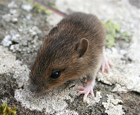 Wood Mouse Apodemus Sylvaticus © Anne Burgess Geograph Britain And