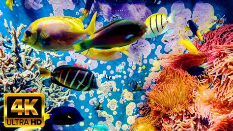 Aquarium 4k Video Ultra Hd 🐠 Beautiful Coral Reef Aquarium Collection