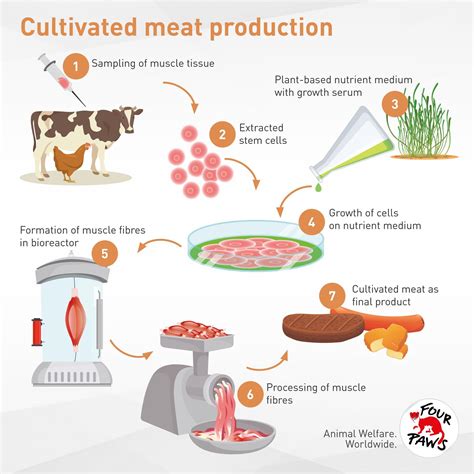 What Is Cultivated Meat Four Paws International Animal Welfare