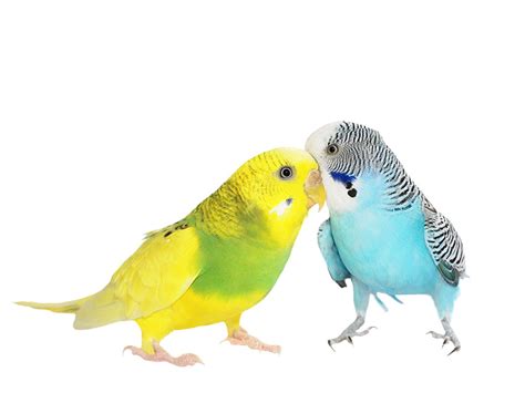 The Meaning Of The Word Budgerigar Introduction To Budgies Budgies