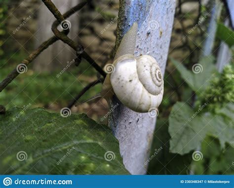 Toma De Un Caracol De Uva Blanco Helix Pomatia Arrastrándose En El