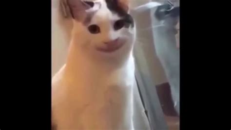 Smiling Cat Meme Slideshow Youtube