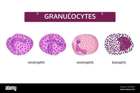 Neutrophil Granulocytes Banque De Photographies Et Dimages à Haute