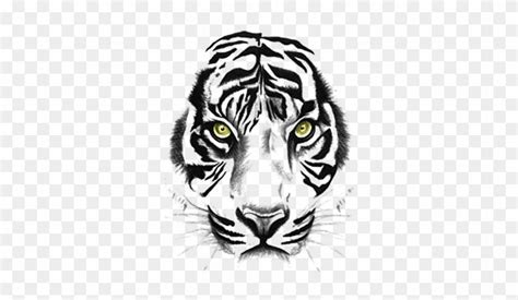 Tiger Sumatra Tiger Tierwelt Tiger Tattoos Clipart Outline Of A
