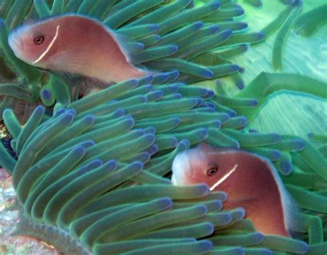 Pink Skunk Clownfish Amphiprion Perideraion Wiki Image Only